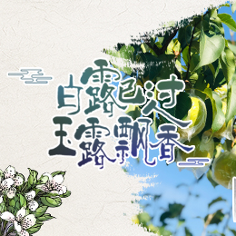 白露已過，玉露飄香