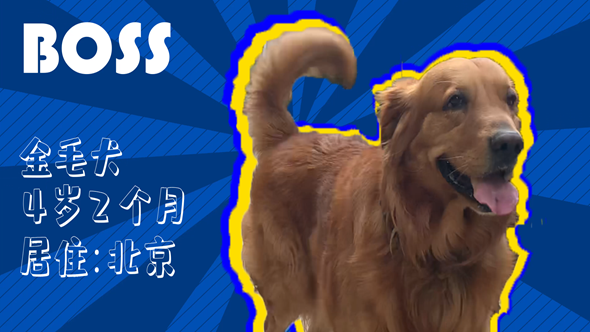有效拴繩&科學(xué)遛狗——如何文明養(yǎng)犬？“撿屎官”們快看過來！
