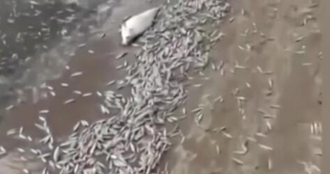 調(diào)查！藍綠藻暴發(fā) 俄多地魚類大規(guī)模死亡